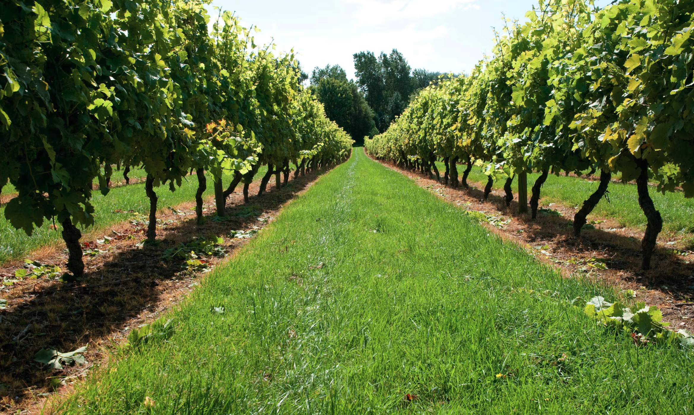 Screenshot 2025-06-10 at 6.01.58 PM